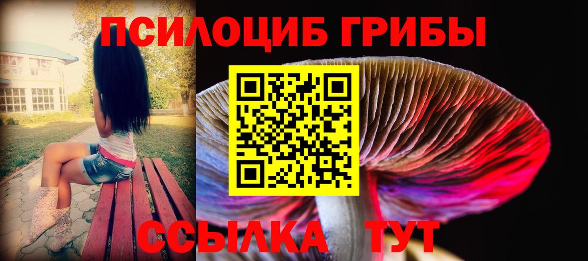 Псилоцибиновые грибы Psilocybe Мичуринск